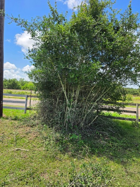 Overgrown shrub along a fence line