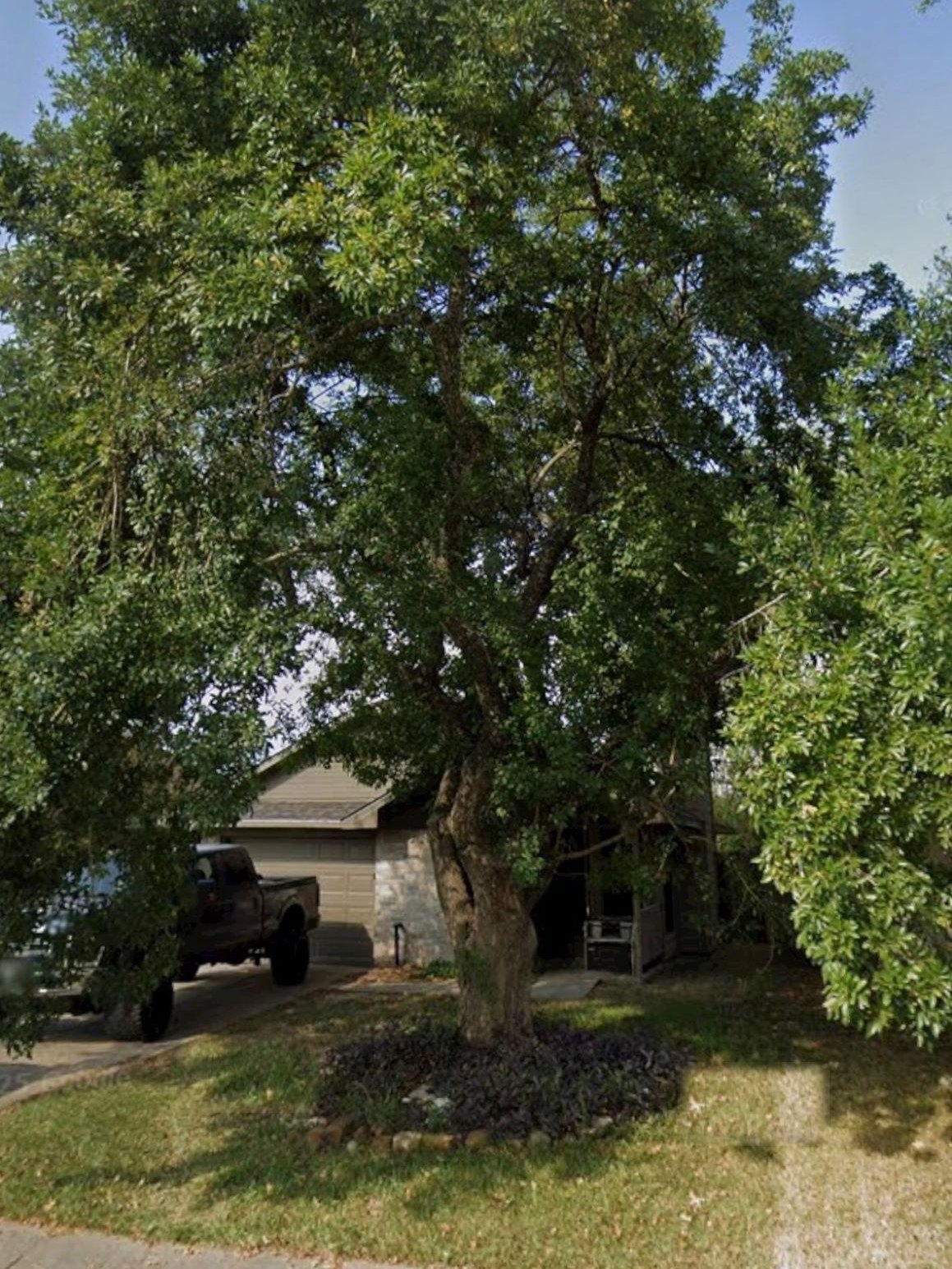 Front yard with a large overgrown tree before removal