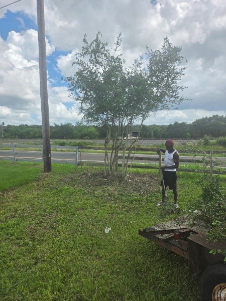 2M's crew member on the job removing a tree