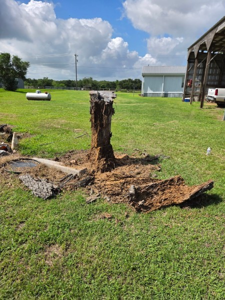 Old tree stump in an open field before grinding