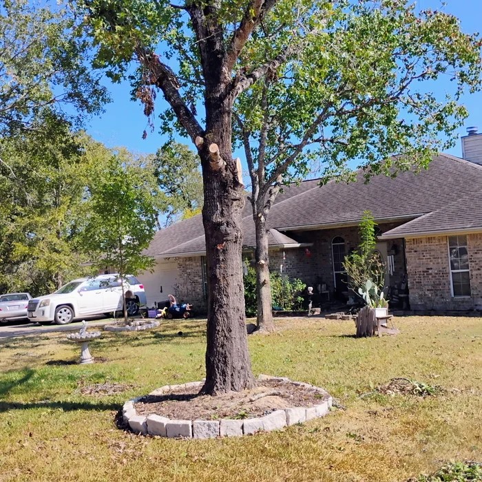 Front-yard tree freshly trimmed with clean cuts